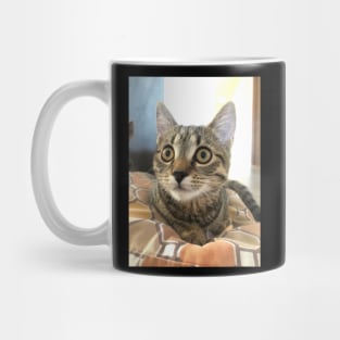 Surprised cat Mug